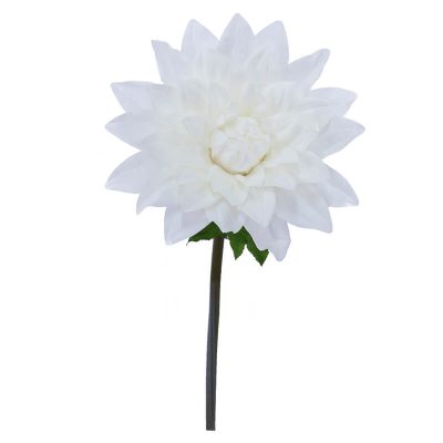 CREAM DAHLIA STEM 120CM HIGH 52CM DIAMETER