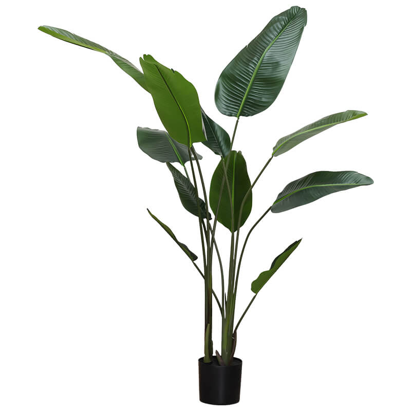 BANANA LEAF PLANT 1.9M
