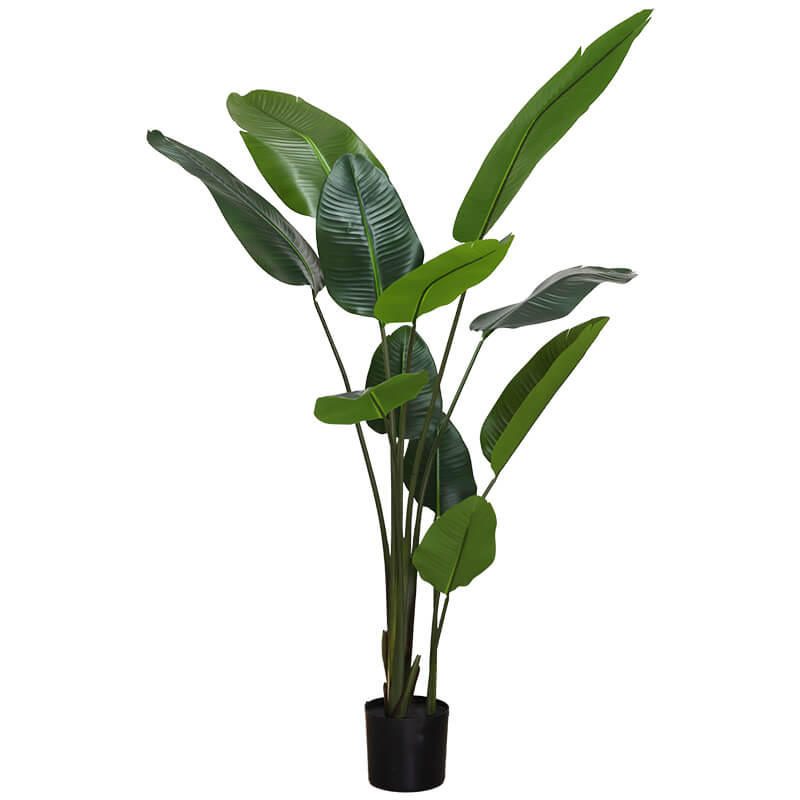 BANANA LEAF PLANT 1.9M - Image 2